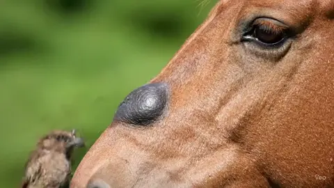 #animals #foryou #growmyaccount #viralvideo #fyp 