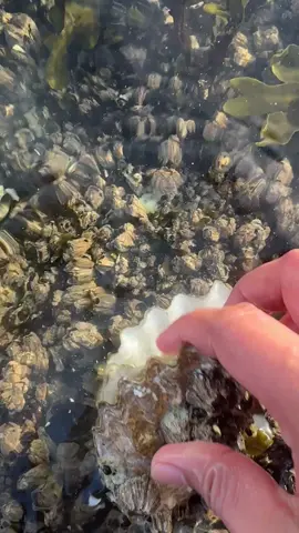 oyster