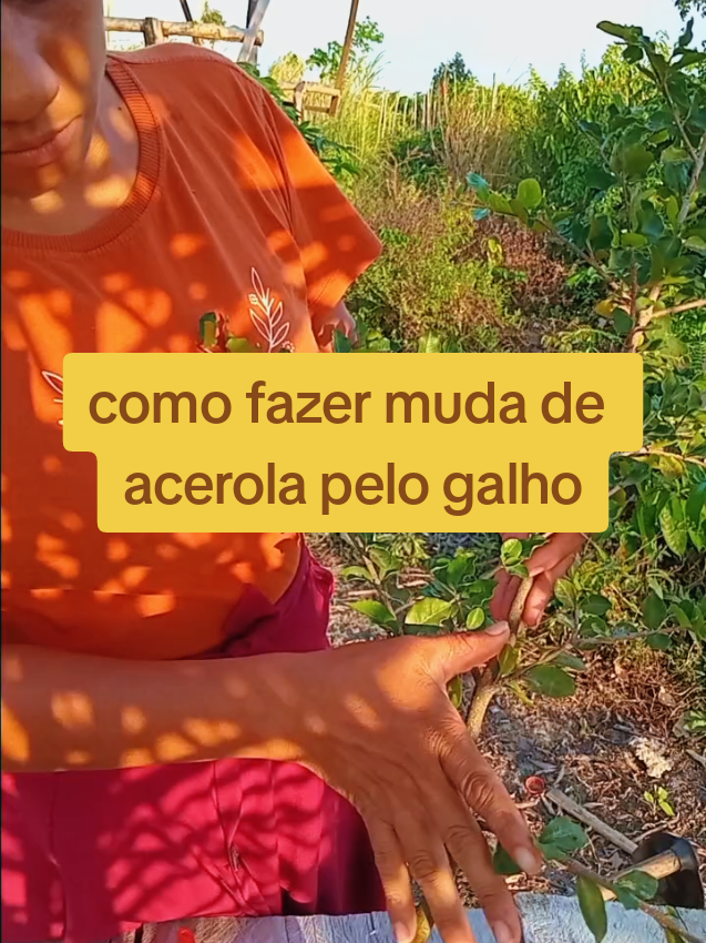 como fazer muda de acerola pelo galho