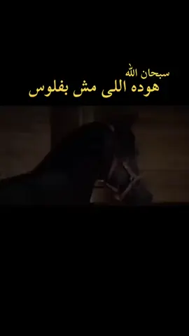 #ابوهيبه_جبل_الحلال_ياويلگ👌🏼  #الوفاء_الحقيقي  #خيل_عربي_اصيل🐎🐎  #خيل 