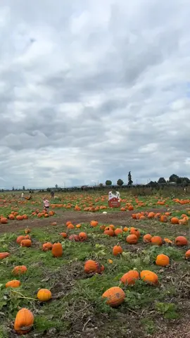 Got to go to #baumansharvestfest with some great friends! Highly reccomend.  @sparkle girl @Maddie Larsen  #halloween #harvestfestival #spookyseasons 