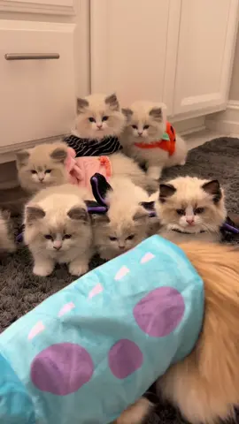 Wait till the end for their cute costumes reveal