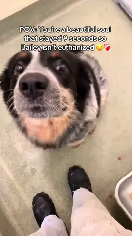 Dont lose hope Bailey ❤️‍🩹 #petlover #dogs #dogsoftiktok #friendship #goodboy 