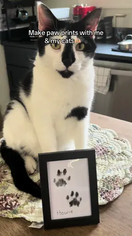 Such an easy, mess free, and cheap activity to create a lasting memory! @Larleaf #tiktokshop #tiktokshopfinds #cat #catsoftiktok #petfinds 