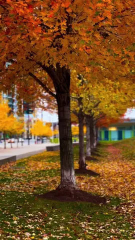 #autumn #autumnvibes #october #fallincanada #foryou 