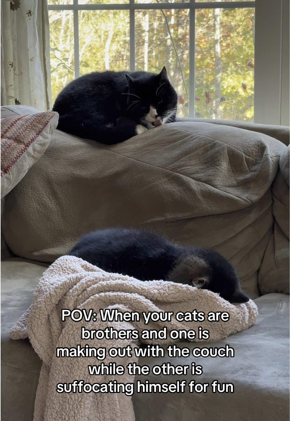 #weirdcats #brotherlylove #catlogic #funnycats #catsoftiktok 