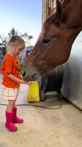 Fendi gets her own video…cuz well it’s Fendi! Also if you are interested in ordering Kones for your horse friends/family you can find the company on Facebook at Simply Nobles Equine Confections! Order now to get your Halloween Kones in time! #horse #toddlersoftiktok #viral #horsetok #barnlifeisthebestlife 