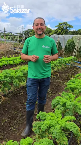 El 🌞 sol, la 🌧️ lluvia y la tierra trabajan sin descanso… así es el ciclo perenne, un proceso que nunca termina 🌱✨. La naturaleza no se detiene… ¡y nosotros tampoco! 💪💚 #CicloPerenne #AgriculturaSostenible #VerdurasSalazar 