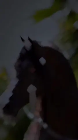 #الخيل_عشق_لاينتهي #الخيل_العربي_الاصيل #الخيل_من_خيالها 