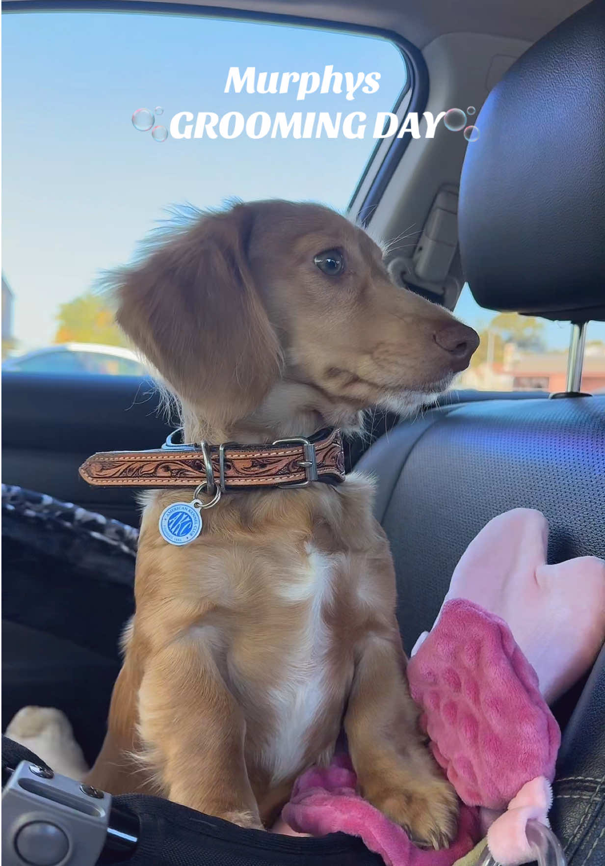Brand new boy🤍 #minidachshundsoftiktok #trendingvideo #foryoupage 