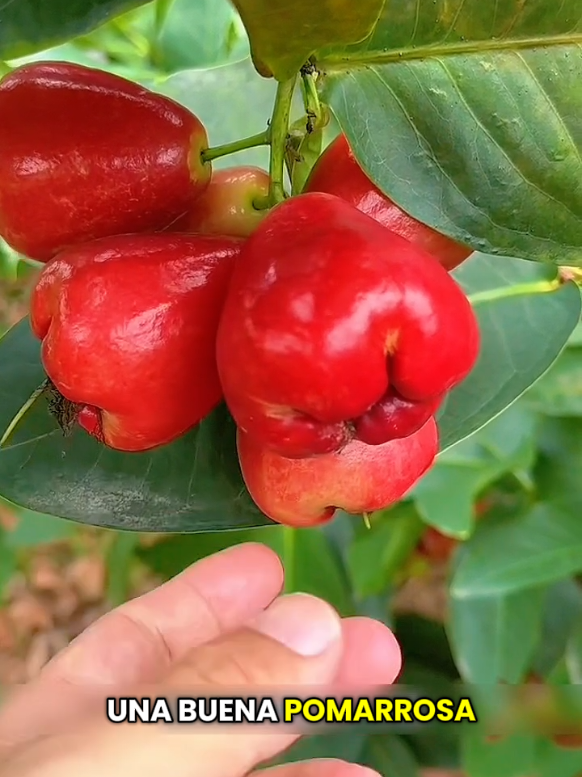 pomarosa #videoviral #fyp 