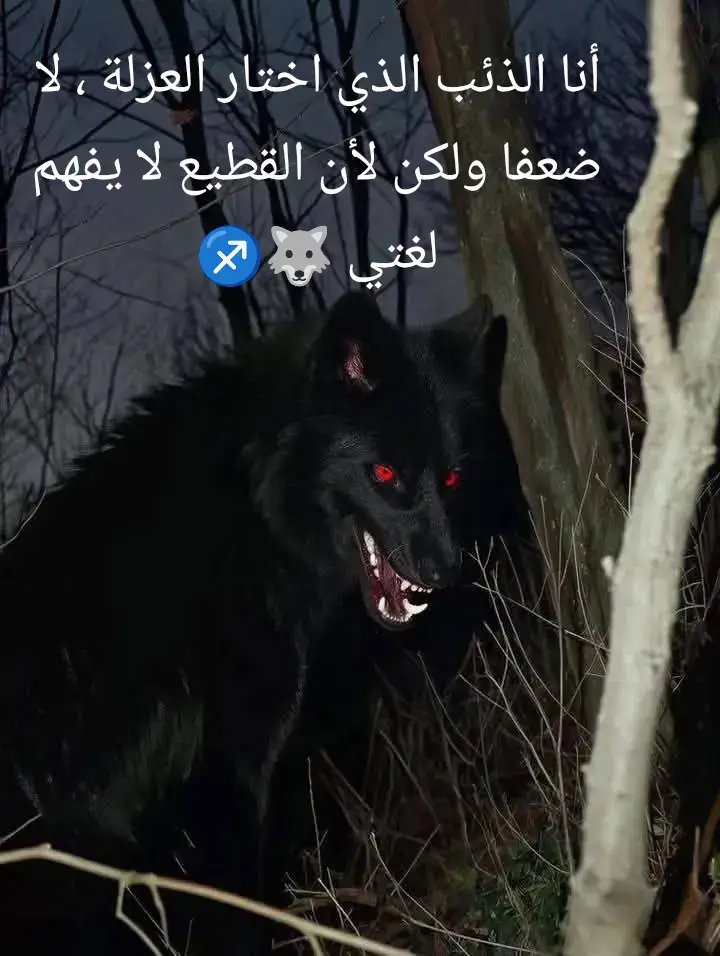 the lone wolf controls his contour anonymously.