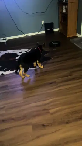 You know you raised him right when the Vet Gunner goes to say he is the best well mannered shepherd they have ever met❤️asking if we taught him to square up when doing tricks. I didn’t even know what they meant but I guess I did 😂😏#mansbestfriend🐶 #fyp #fypシ #trending #germanshepherd 