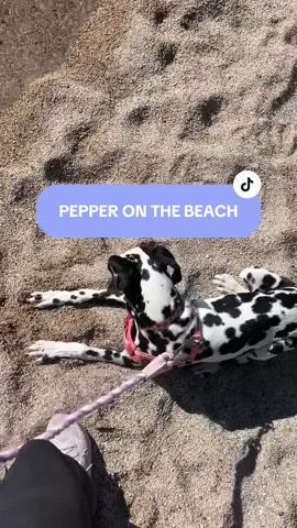 She was a little unsure of the water, but she loved the sand 🐾 #dogmom #fyp #puppylife #pepperthedal 