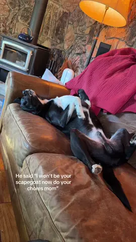 #chores #jupiterthedog #dogsoftiktok 