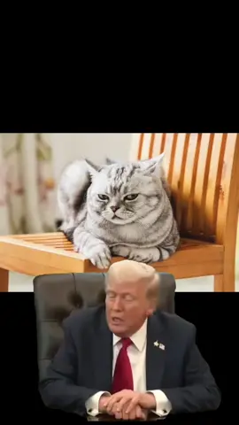 #CapCut #catsoftiktok #meancat #fyp 