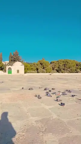 #قبة_الصخرة_المشرفة #القدس #الخليل #اناشيد