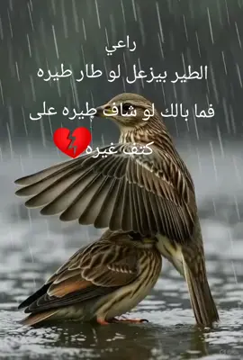 #تصميم_فيديوهات🎶🎤🎬  مجرد----- ذوق 