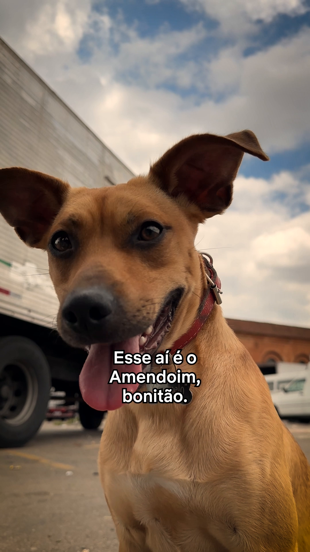 Ele realizando o sonho delezinho. 🐕 #caramelo #dogs #tiktokmefezassistir #rafaelvitti #netflixbrasil #netflix