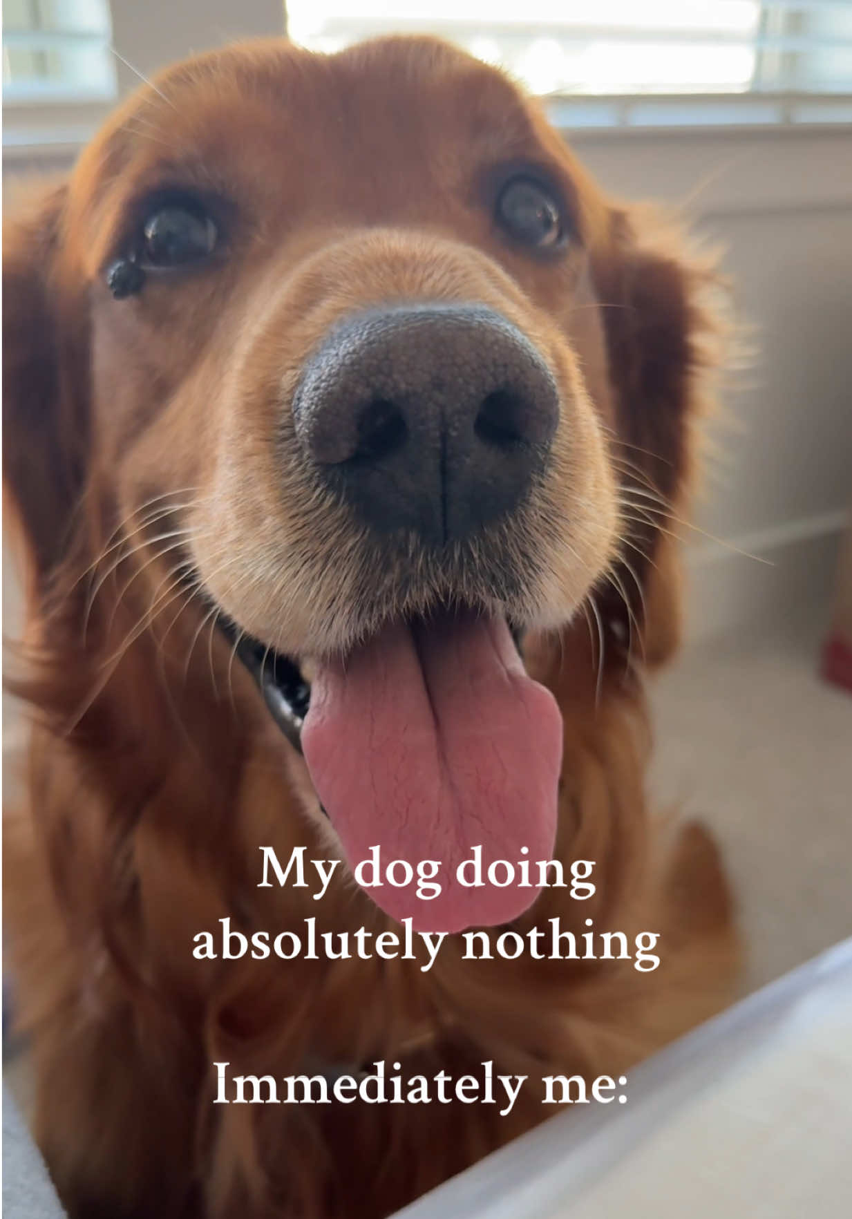 #goldenretriever #goldenretrieverlife #dogmom 