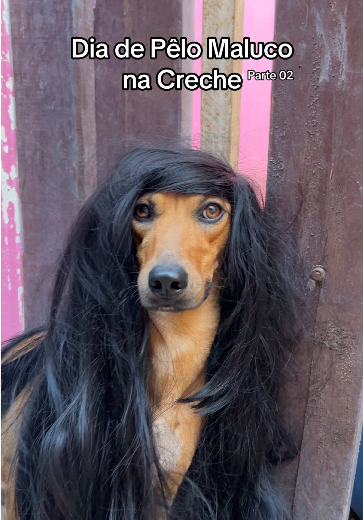 Qual o seu preferido? #cabelomaluco #pelomaluco #crecheparacaes #fy #cachorrosdotiktok 