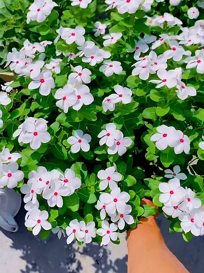 Bunga Vinca, si cantik tahan cuaca dan mudah tumbuh, bikin tamanmu selalu ceria sepanjang hari! 🌸✨ Cocok banget buat kamu yang suka warna-warni tapi nggak ribet. Suka bunga Vinca juga?  tulis dikolom komentar ya!  #tanamanmudah #TamanCantik #BungaVinca #creatorsearchinsights #tapakdara 