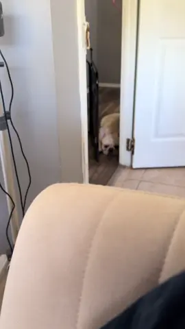 I definitely let TikTok auto cut this😂 well here Theodore waiting as I work for me to open the gate just a little more for him to get in 😝 #frenchie #frenchbulldog #bulldog #cute #frenchie 