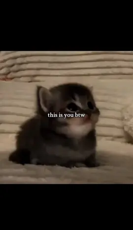 #Relationship #cats #cats #Love #viral 
