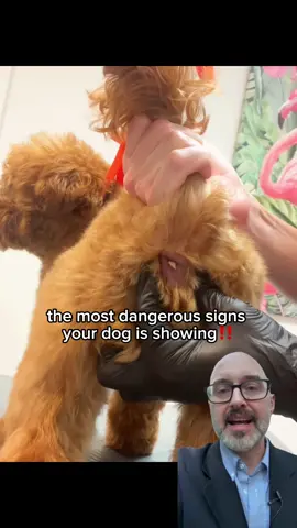 #dog #rescuedog #fyp #viral #dogtips 