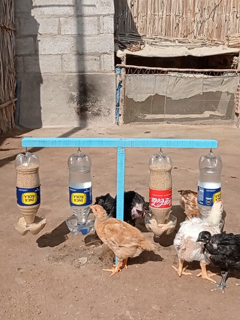 Comederos y Bebederos Automáticos para criar a tus pollitos 🐥 hecho solo con botellas plásticas ♻️♻️.