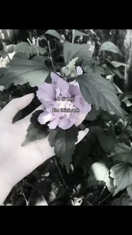 Em thich anh#xhtiktok #Love 