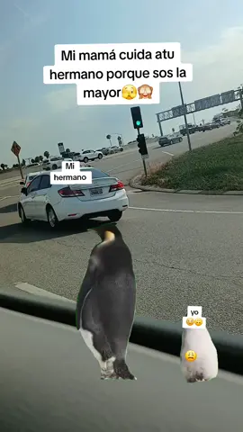 #Meme #MemeCut #CapCut 