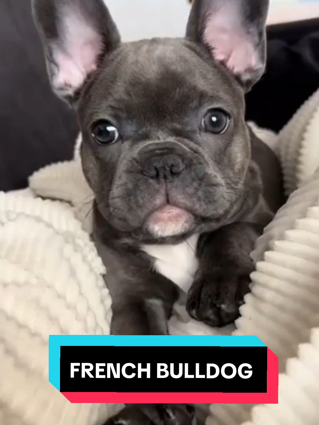 #frenchbulldog #frenchiesoftiktok #frenchbulldogs #bulldog #bulldogsoftiktok #fyp #usa #funnydog 