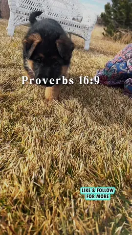 Took me way too long to figure out Gods way is better!! #pureheartgermanshepherds #pureheartgsd #gsd #germanshepherds                         . . .                #CapCut 