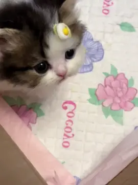 đáng yêu #kitty #kittycat #petlover #PetsOfTikTok #PetsOfTikTok 