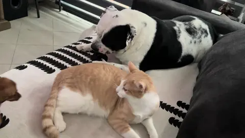 Todos tenemos un Michi en la vida 😝🩷 #fyp #viral #gatos #perros #humor 