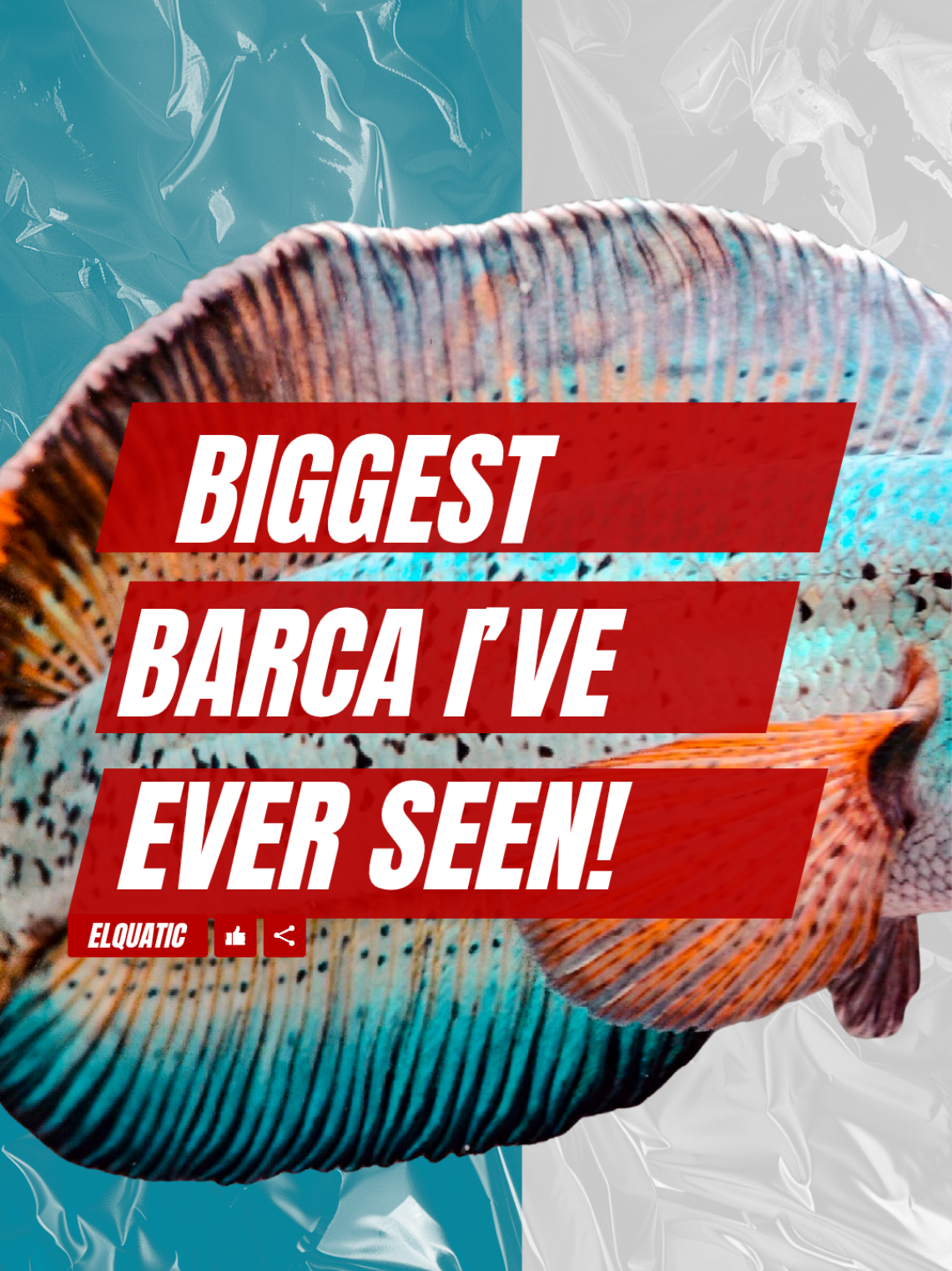 This is the LARGEST Channa Barca I’ve ever seen. It follows my hand like it knows me… Bro, this thing’s a living dragon. 🐲 Would you try touching it? 👇 #foryoupage #trending #fyp #channa #channabarca