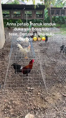 Umbaraka nakua tongan raka😆bulangan lontong TORAJA🔥FypppppppGensetgf😇