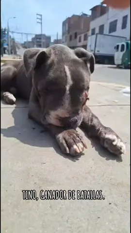#lima #perro #rescatado #abandono #animal 