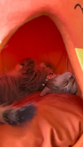 A pumpkin spice latte with extra purrs #psl #kitten #adopt 