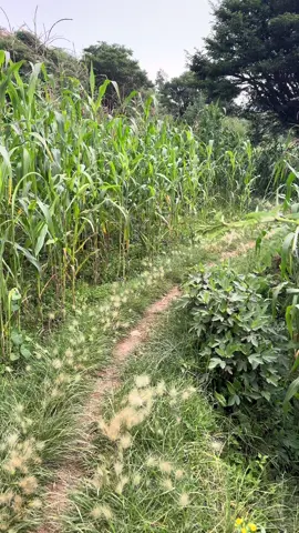 #الجوالح #مذيخره #اب #صيف البلاد