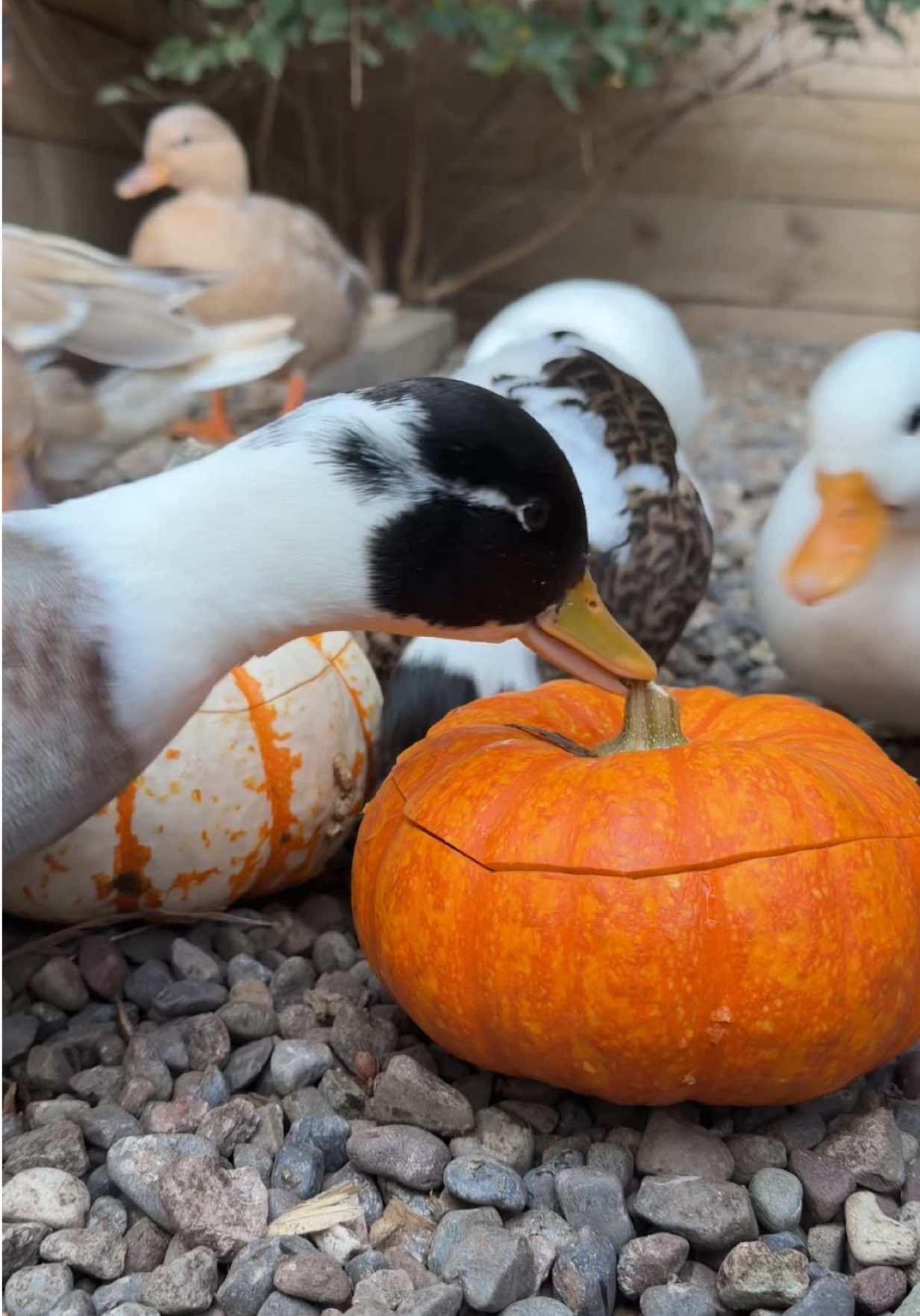 🦆🎃 #ducks #callducks #ducksoftiktok🦆 #homestead #petducks 