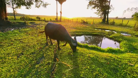 Good morning 🌅❣️🌾🍃#ទេសភាពស្រុកស្រែ🌄🏜️🌱🌼🌾🐟 