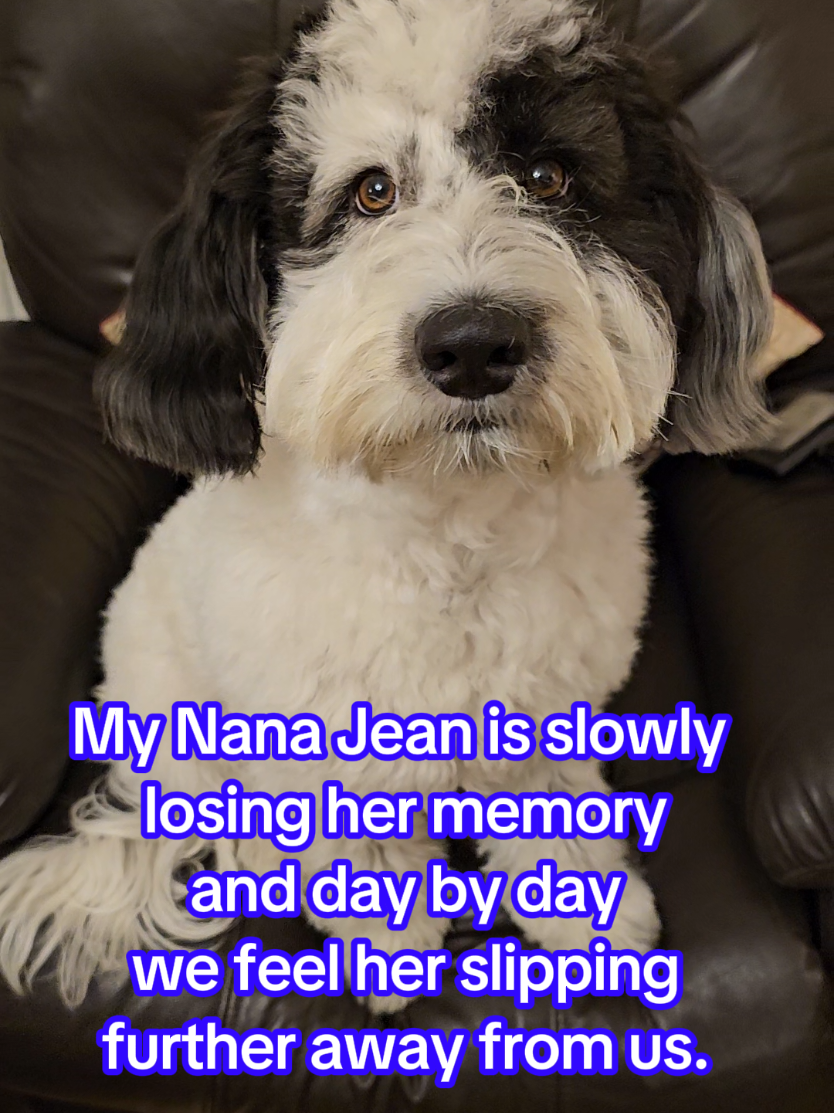 💙Please watch till the end💙  Memory Walk for the Alzheimer’s Society – 11th October 🐾 This October, I’ll be taking part in the Memory Walk to raise money and awareness for the Alzheimer’s Society. It’s a 7km walk along the beautiful South Shields coastline – and I won’t be doing it alone. By my side will be my faithful furry companion, Lupin the Bordoodle, every step of the way. 🐶💙 This cause is deeply personal. My family has been hit hard by Alzheimer’s. My Nana Jean is slowly losing her memory, and day by day, we feel her slipping further away from us. It’s heartbreaking to watch someone you love fade from the inside out. But there is hope — and you can help. Your donation, no matter how big or small, will support vital research and care for those affected by this cruel disease. 💙 Please donate if you can, and help make a difference. Together, we can walk towards a world where Alzheimer’s no longer steals our loved ones. Thank you so much for your support. https://www.justgiving.com/page/james-wishart-1?utm_medium=FR&utm_source=CL #dogsoftiktok #AlzheimersSociety #Fundraiser #WalkForACure #colliesoftiktok 