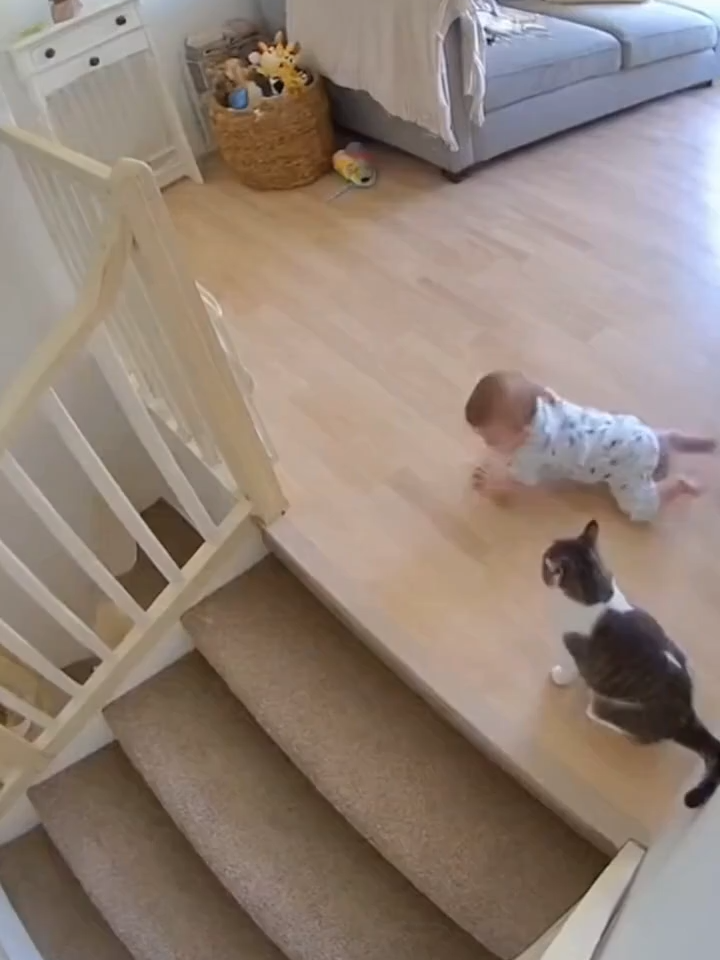 Cámara capta cómo un gato salva a un bebé en el último segundo Este video real captado por una cámara doméstica muestra el instinto increíble de un gato. Cuando el bebé se acerca al borde de las escaleras, el gato salta y lo empuja suavemente hacia atrás. Un acto heroico que conmovió a todos ❤️ #Gato #Bebé #Viral #Shorts #AnimalesHéroes
