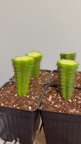 Expanding your cactus collection with cuttings. 