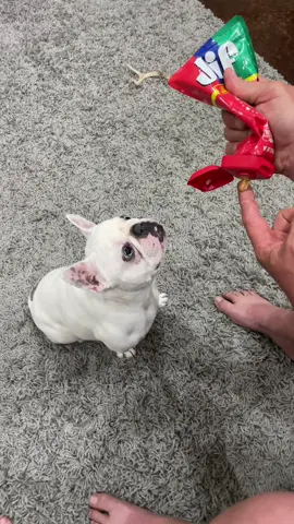 #peanutbutter #dogsoftiktok #frenchie #humor 