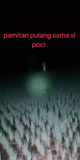 #tiktoklive #livehighlights poci gak boleh ikut kerumah ya #hororkomedi #ngurekhoror #ngurekmania 