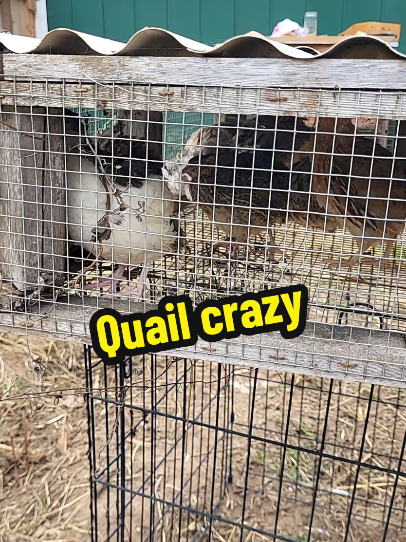 I went to a livestock auction today. it was interesting.  #selfreliance #backyardfarm #dmrbushcraft 