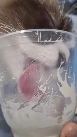 When your cat insists he just wants a taste. #pets #cats #funnycat #PetsOfTikTok 
